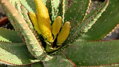 ALOE ACULEATA