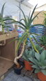 Aloe Africana  160-180cm