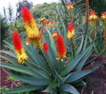 ALOE AFRICANA