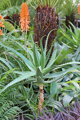 ALOE ARBORESCENS