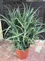 ALOE ARBORESCENS