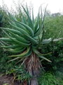 ALOE ARBORESCENS