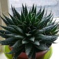 ALOE ARISTATA