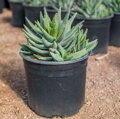 ALOE BREVIFOLIA