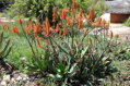 ALOE BREVIFOLIA