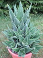 ALOE BREVIFOLIA