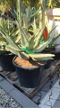 Aloe Marlothii 80cm