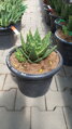 Aloe Perfoliata 40-50cm