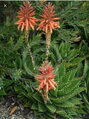 ALOE PERFOLIATA