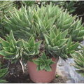 ALOE PERFOLIATA