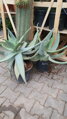 Aloe Striata 60-70cm