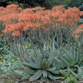 ALOE STRIATA