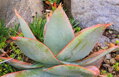 ALOE STRIATA