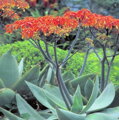 ALOE STRIATA