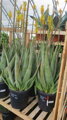 Aloe Vera 90-100cm