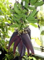 Banánovník Musa Acuminata  60-80cm
