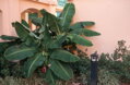 Banánovník Musa Acuminata  60-80cm