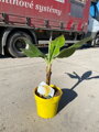 Banánovník Musa Acuminata  60-80cm
