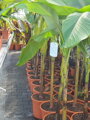 Banánovník Musa Basjoo  80-110cm