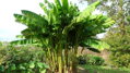 Banánovník Musa Basjoo  80-110cm