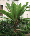 Banánovník Ensette Maurelli redonda -2/-5°C 60-80cm 
