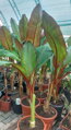 Banánovník Ensete Ventricosum Maurelli -2/-5°C 180 - 200 cm