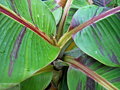 Banánovník Musa Sikkimensis Red Tiger -2/-4°C