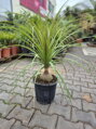 Beaucarnea Recurvata 