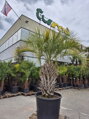 Butia Bonetti 