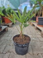 Trachycarpus Bulgaria (Plovdiv) semenáč 2Lt.