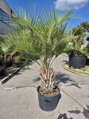 Butia Capitata výška rastliny 220-240cm, kmeň 60-80cm