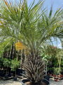 Butia Bonetti kmeň 75/100cm 350 litrov