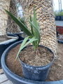 Butia Odorata - semenáč