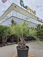 Butia Capitata