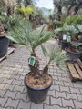 Chamaerops Humilis cerifera 45l