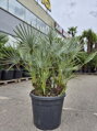 Chamaerops Humilis cerifera