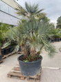 Chamaerops Humilis cerifera multikmeň 150-300cm