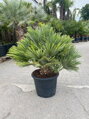 Chamaerops Humilis Vulcano 