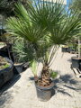 Chamaerops Humilis 100/120cm výška