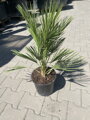Chamaerops Humilis 5 L