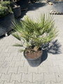 Chamaerops Humilis 25 L