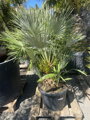 Chamaerops Humilis 45 L