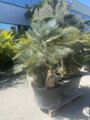 Chamaerops Humilis cerifera