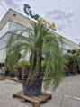 Macrozamia moorei výška 300-350cm