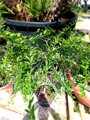 Citrus Australasica - Austálska kaviárová limetka 15L, výška 130-140cm
