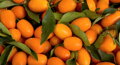 Citrus - kumkvát 45L