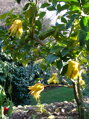Citrus limon - citrónovník 
