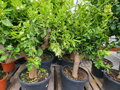 Citrus sinensis - pomarančovník 70L
