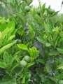 CITRUS SINENSIS - reálne foto plodov v našej exotickej záhrade
