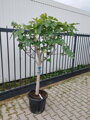 Ficus carica figovník 20/25